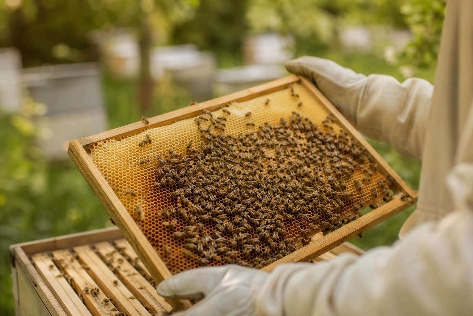 Ruhiger Blick auf eine Bienenwabe bei einer Patenschaft